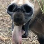 Profile photo of Carla OBrien